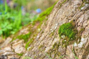 moss on stone