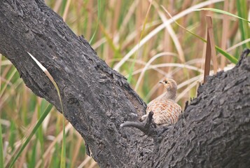 partridge on tree