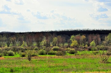 Fototapeta na wymiar landscape with trees and sky