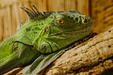 Primo piano di un'iguana