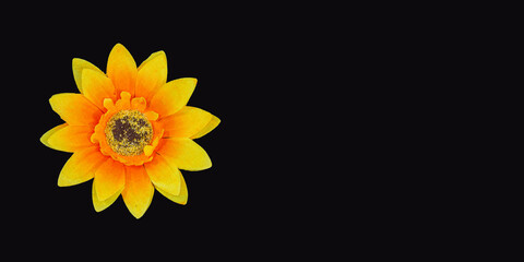 Flowers neatly arranged, isolated on background and with space for writing
