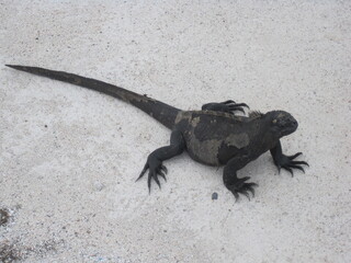 The Marine and Land Iguanas of the Galapagos Islands, Ecuador