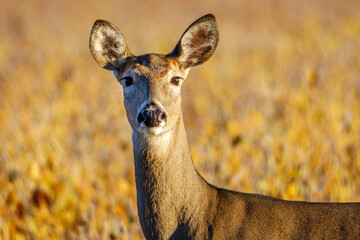 White-tailed Doe (Odocoileus virginianus) standing in a soybean field, selective focus, background blur
