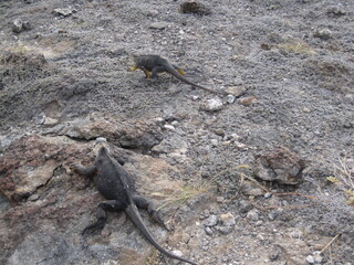 The Marine and Land Iguanas of the Galapagos Islands, Ecuador