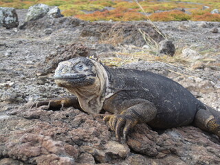 The Marine and Land Iguanas of the Galapagos Islands, Ecuador