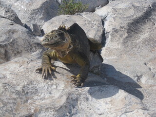 The Marine and Land Iguanas of the Galapagos Islands, Ecuador