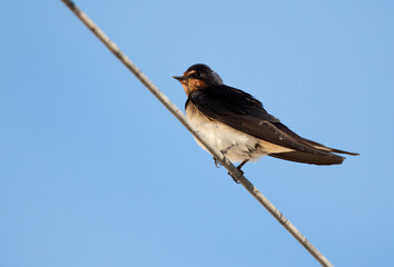 Barn swallow perched on wire at Hamala, Bahrain