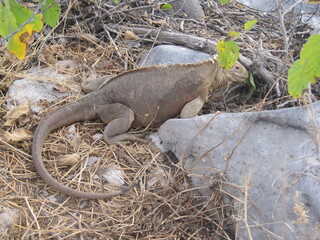 The Marine and Land Iguanas of the Galapagos Islands, Ecuador