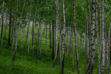 birch forest, many white tree trunks with black stripes and patterns and green foliage diagonally stand together in a thicket against a blue sky