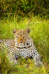 Leopard ( Panthera pardus) relaxing in the grass, Queen Elizabeth National Park, Uganda.	
