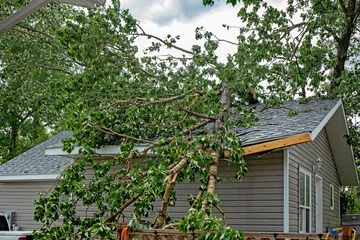 Muurstickers A large tree with green leaves fallen on a residential rooftop during a summer storm © kat7213