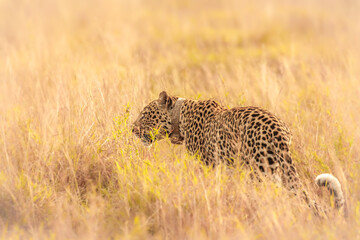 Leopard ( Panthera pardus) wondering in the grass, Queen Elizabeth National Park, Uganda.