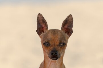 Close-up portrait of a little Pincher dog