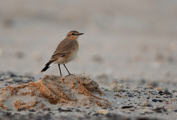 Isabelline Wheatear at Busaiteen coast of Bahrain