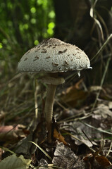 mushroom in the peaceful forest