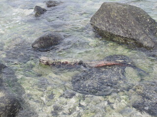 The Marine and Land Iguanas of the Galapagos Islands, Ecuador
