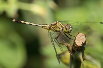 Selective focus dragonfly eye on the tree.Insect flying on green grass background.Macro shooting concept.
