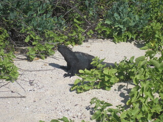 The Marine and Land Iguanas of the Galapagos Islands, Ecuador