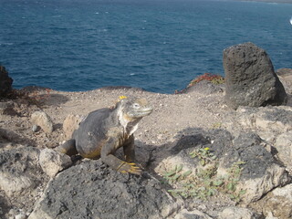 The Marine and Land Iguanas of the Galapagos Islands, Ecuador