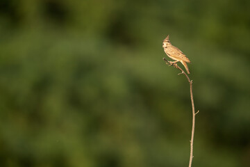 Crested Lark on beautiful green background, bahrain