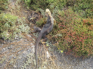 The Marine and Land Iguanas of the Galapagos Islands, Ecuador