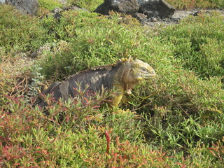 The Marine and Land Iguanas of the Galapagos Islands, Ecuador
