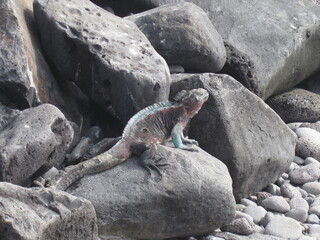 The Marine and Land Iguanas of the Galapagos Islands, Ecuador