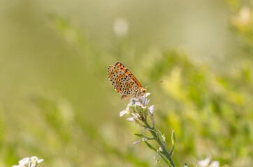 Close up of butterfly Melitaea didyma on flower with green background