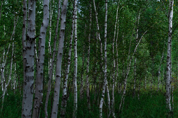 Naklejka premium birch white tree trunks with black stripes and patterns and green foliage stand in grass, a thicket