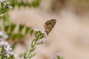 Close up of butterfly Melitaea didyma on flower with green background