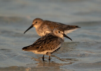 Closeup of Dunlins in breeading plumage at Busaiteen coast, Bahrain