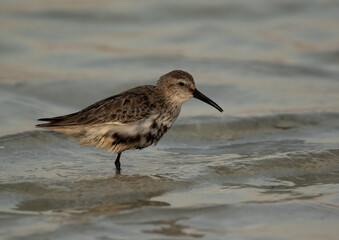 Closeup of  a Dunlin at Busaiteen coast, Bahrain
