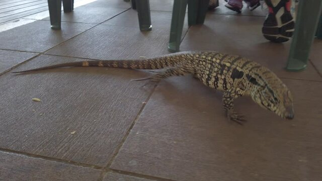 Large prehistoric Brazilian lizard with long skinny pink tongue and tail walking on cement ground looking for food by green table, handheld close up