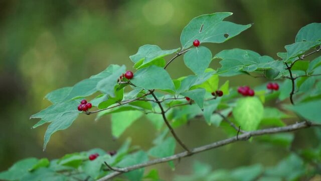 Honeysuckle branch with red berries gently sways in the breeze.