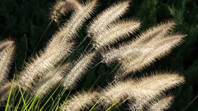Close-up ornamental grass plumes backlit by sun, sway in breeze.