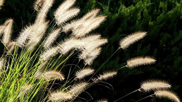 Ornamental Fountain Grass and small flying insects backlit by sun.