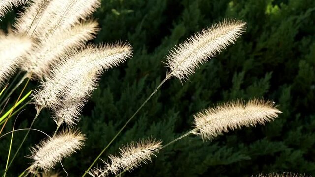 Close-up grass seed plumes, backlit by sun.