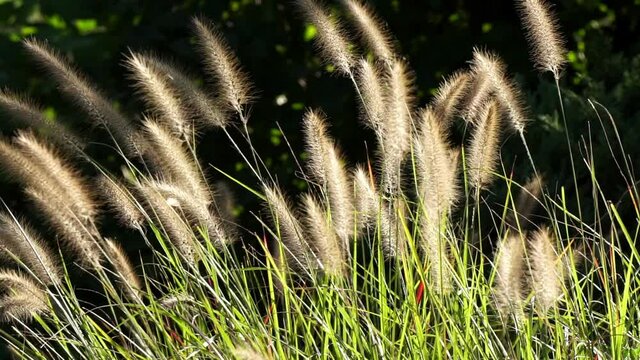 Fountain grass with seed plumes and flying insects backlit by sun.