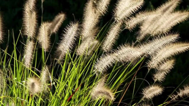 Backlit ornamental grass sways in gentle breeze.