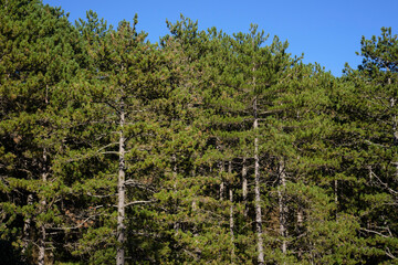 Forêt de pin, sud de la France