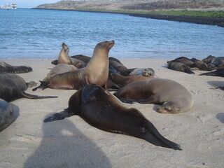 Fototapeta premium The cute sea lions playing on the Galapagos Islands, Ecuador