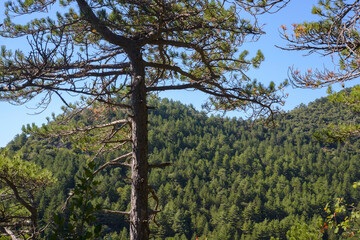 Fototapeta premium France, Hérault. Forêt de pins.