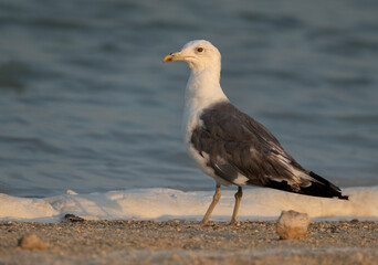 Lesser Black-backed Gull at Busaiteen coast of Bahrain