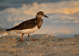Ruddy Turnstone at Busaiteen coast, Bahrain