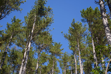 forêt de pins dans l'Hérault, France