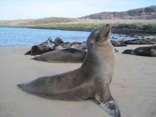 The cute sea lions playing on the Galapagos Islands, Ecuador