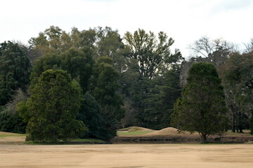 Fototapeta premium bosquecito