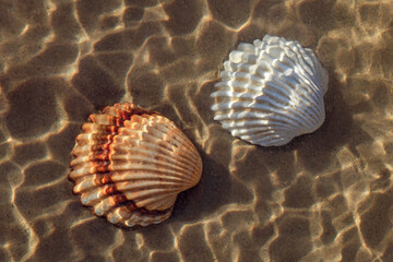 shellfish underwater, two seashells on the sand on the coast, sun glare on the water, top view, travel and vacation concept