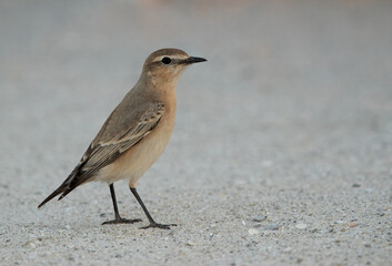 Portrait of a Isabelline Wheatear at Busaiteen coas, Bahrain