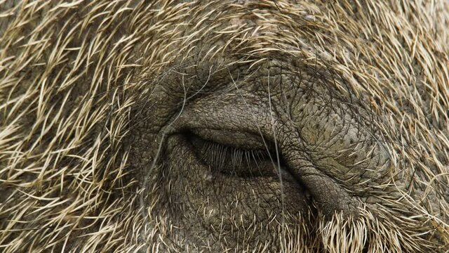 Closeup Portrait of Bornean Bearded Pig at Bako National Park, Malaysia. Wild nature stock footage.